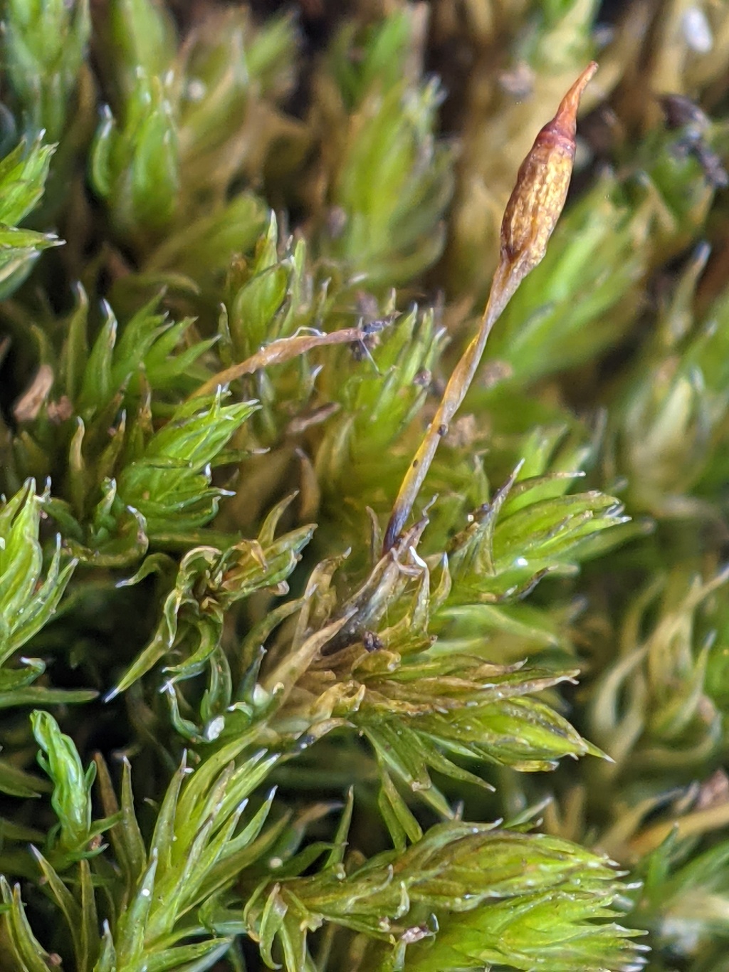 Grimmiaceae (hero image)