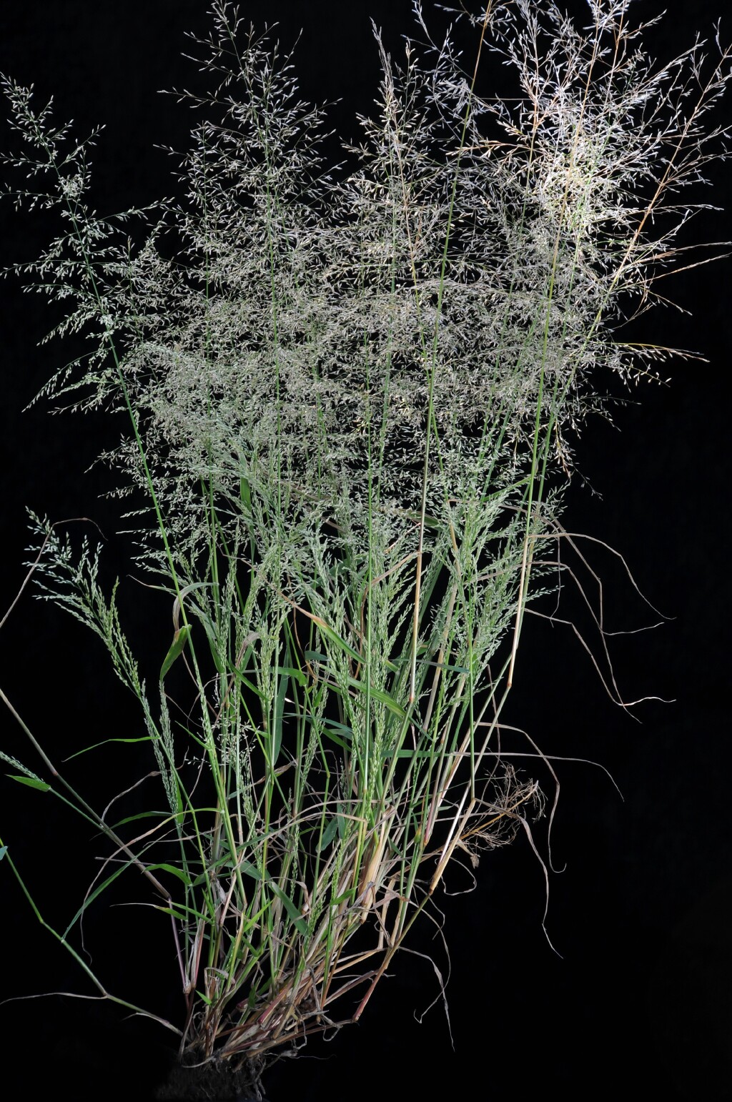 Eragrostis (hero image)