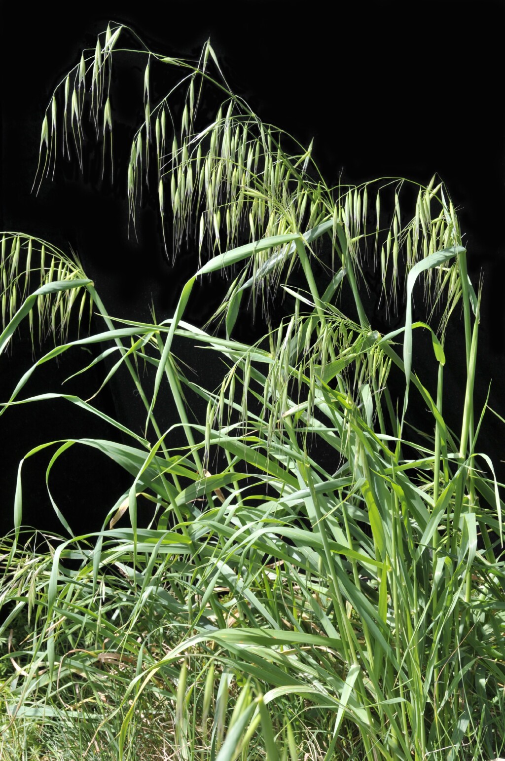 Avena sterilis (hero image)