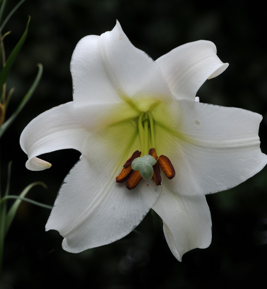 Liliaceae (hero image)