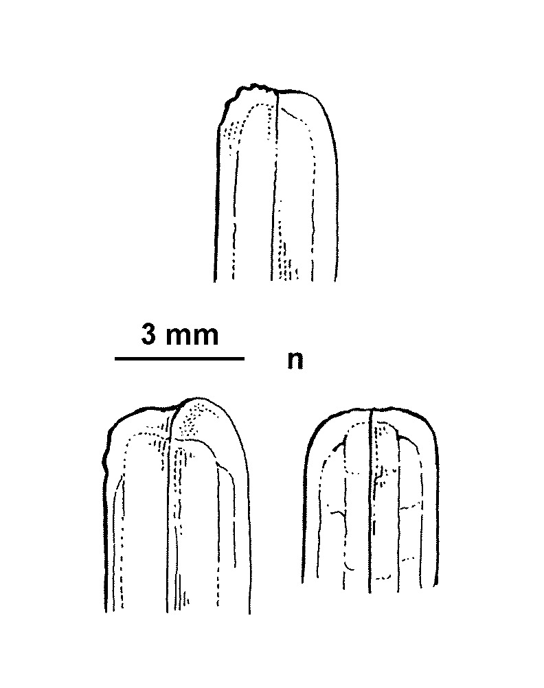 Zosteraceae (hero image)