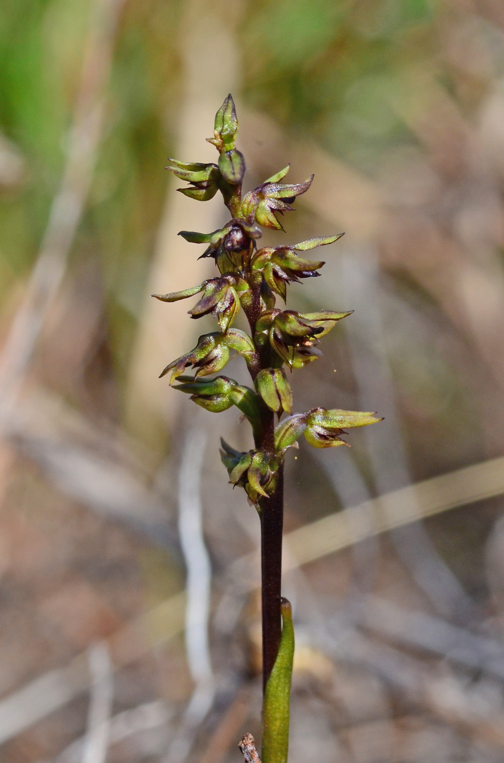 Corunastylis clivicola (hero image)