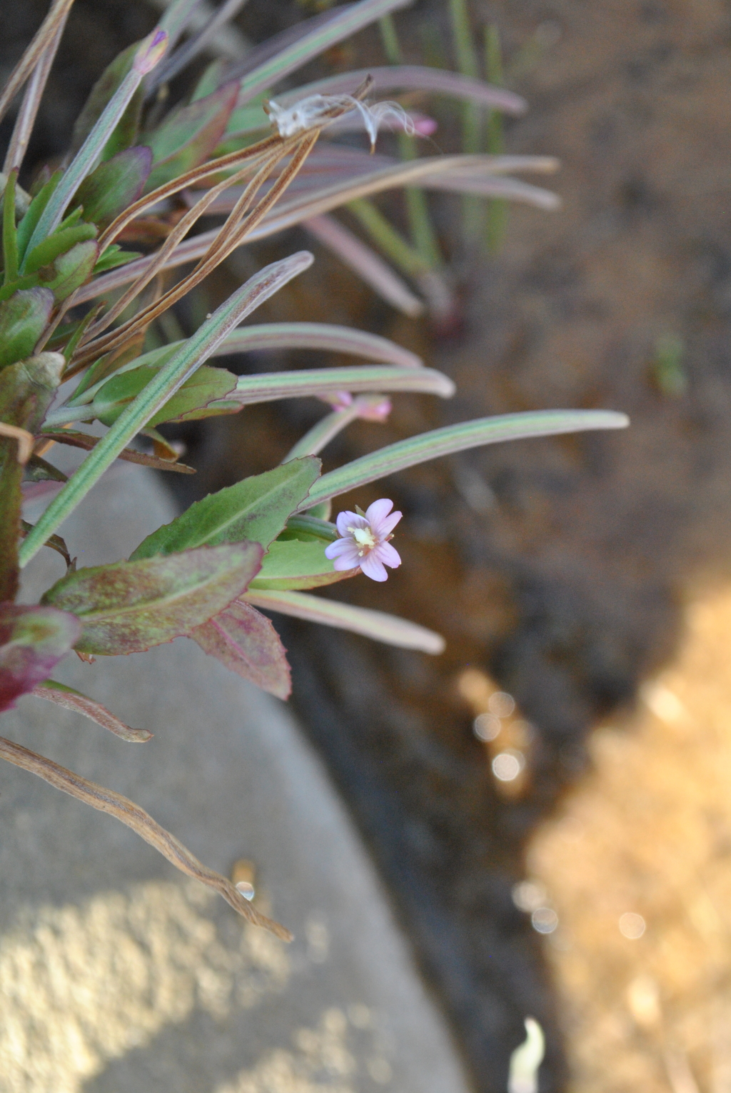 Epilobium billardiereanum subsp. billardiereanum (hero image)