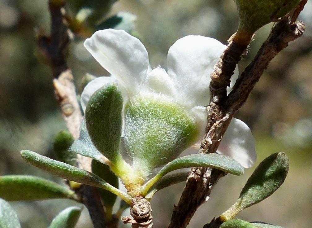 Leptospermum myrtifolium (hero image)