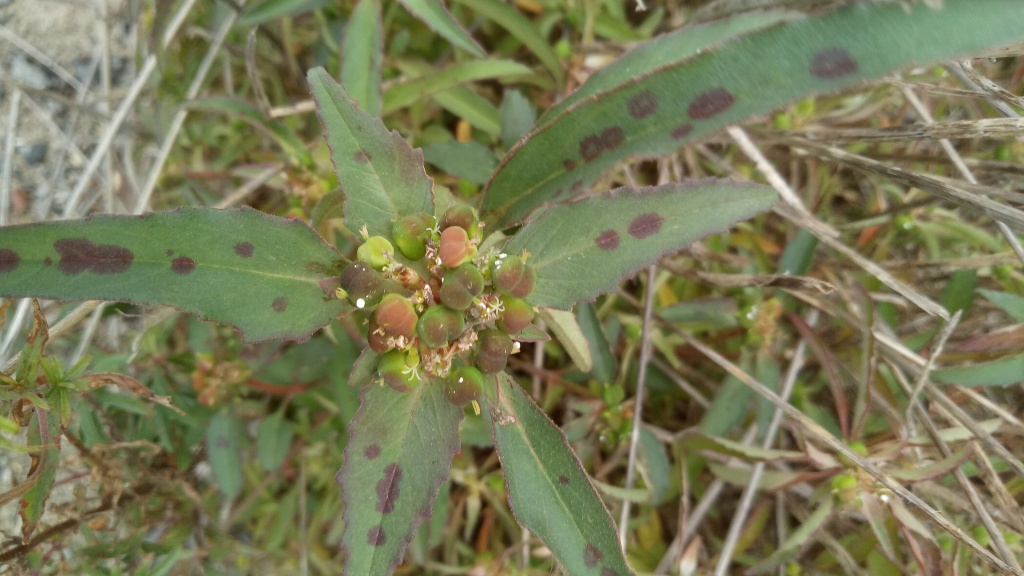 Euphorbia davidii (hero image)