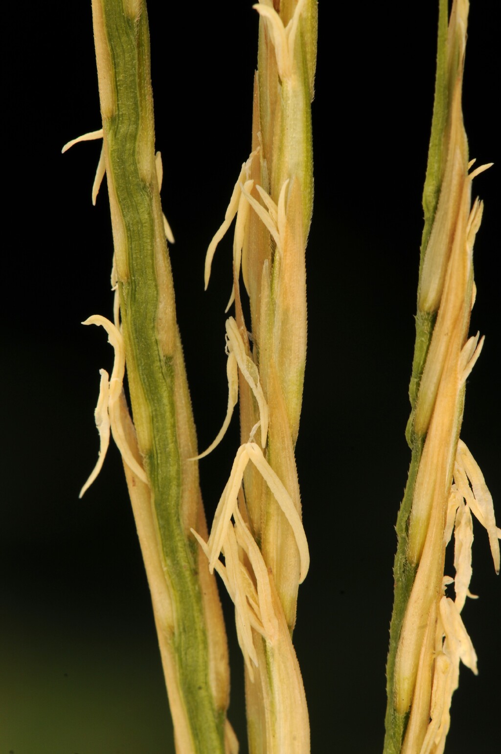 Sporobolus ×townsendii (hero image)
