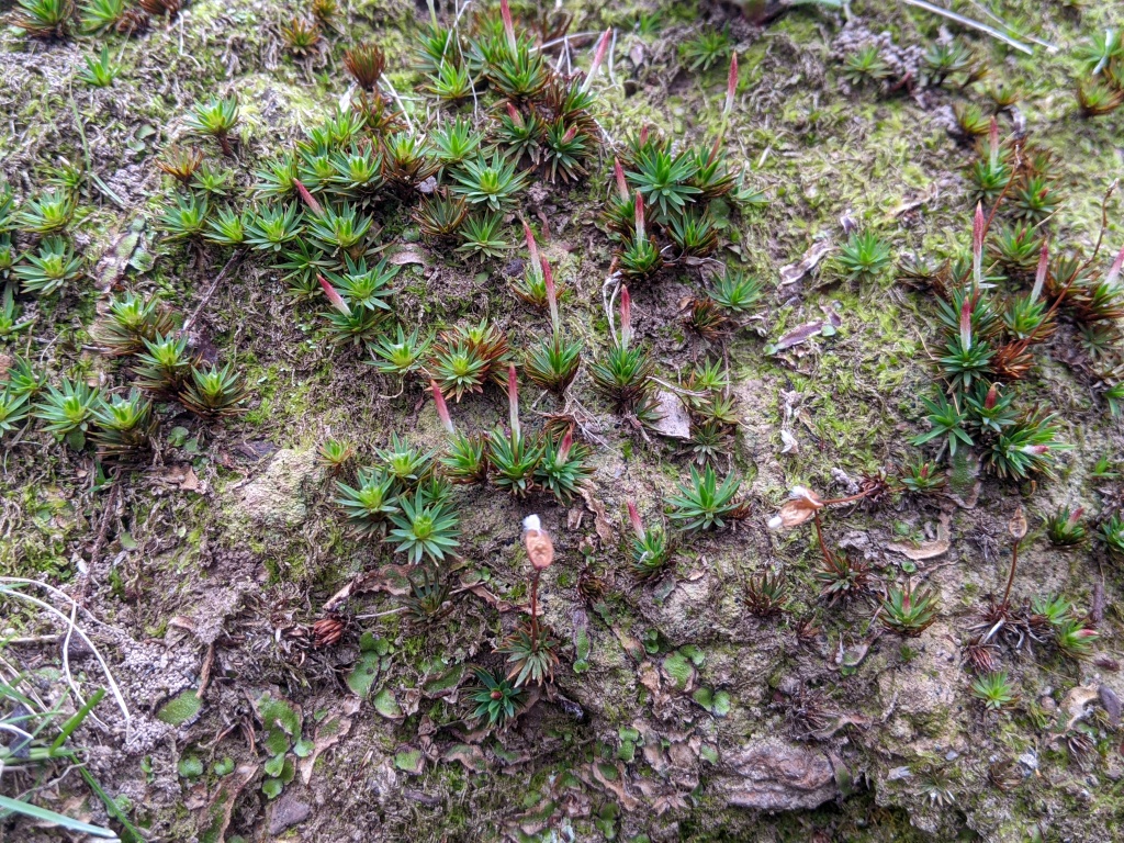 Dawsonia longiseta (hero image)
