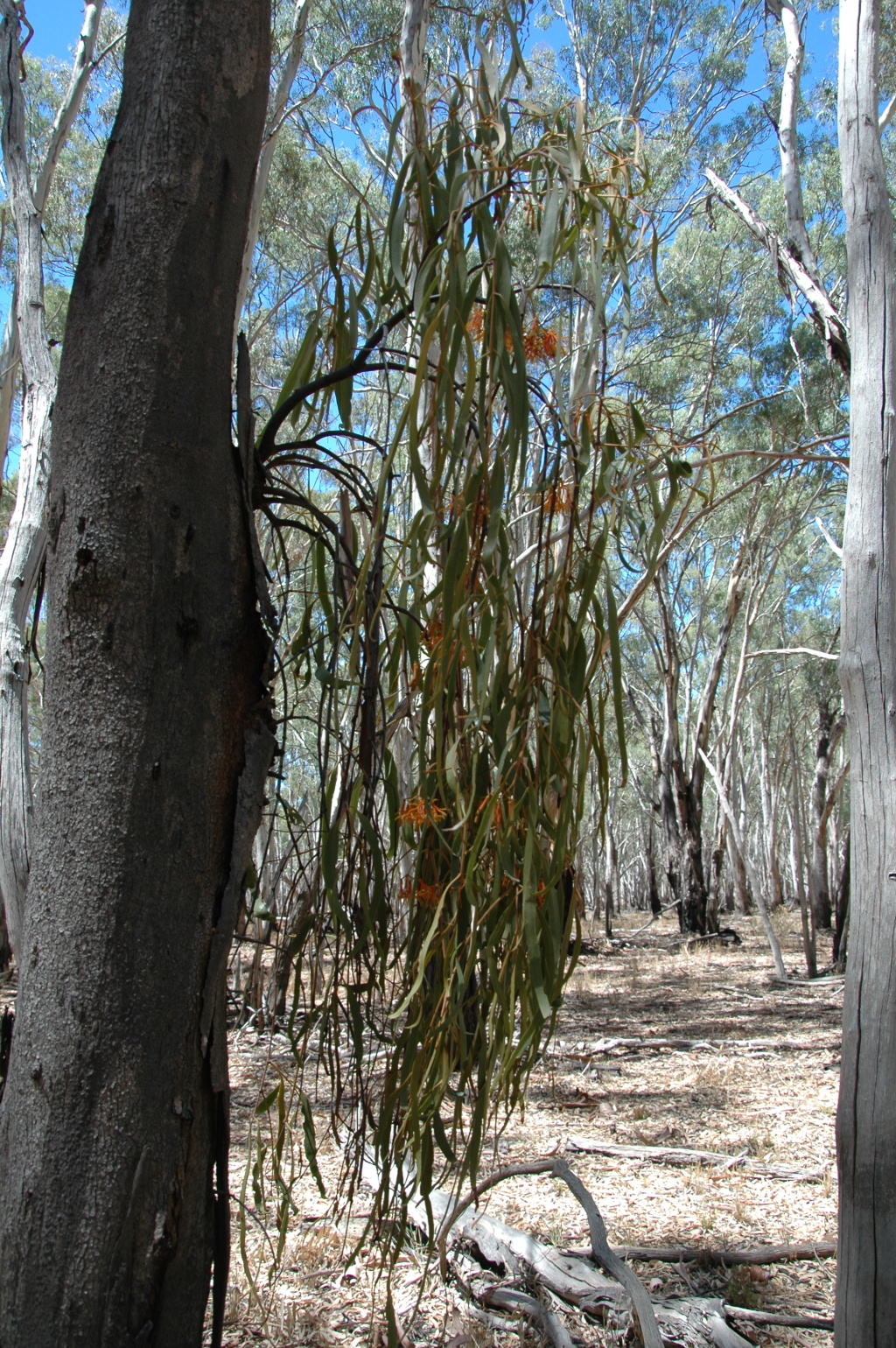 Amyema pendula subsp. longifolia (hero image)