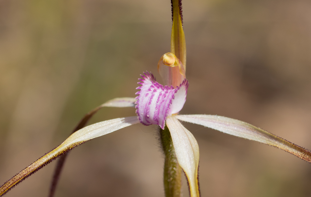 Caladenia versicolor (hero image)