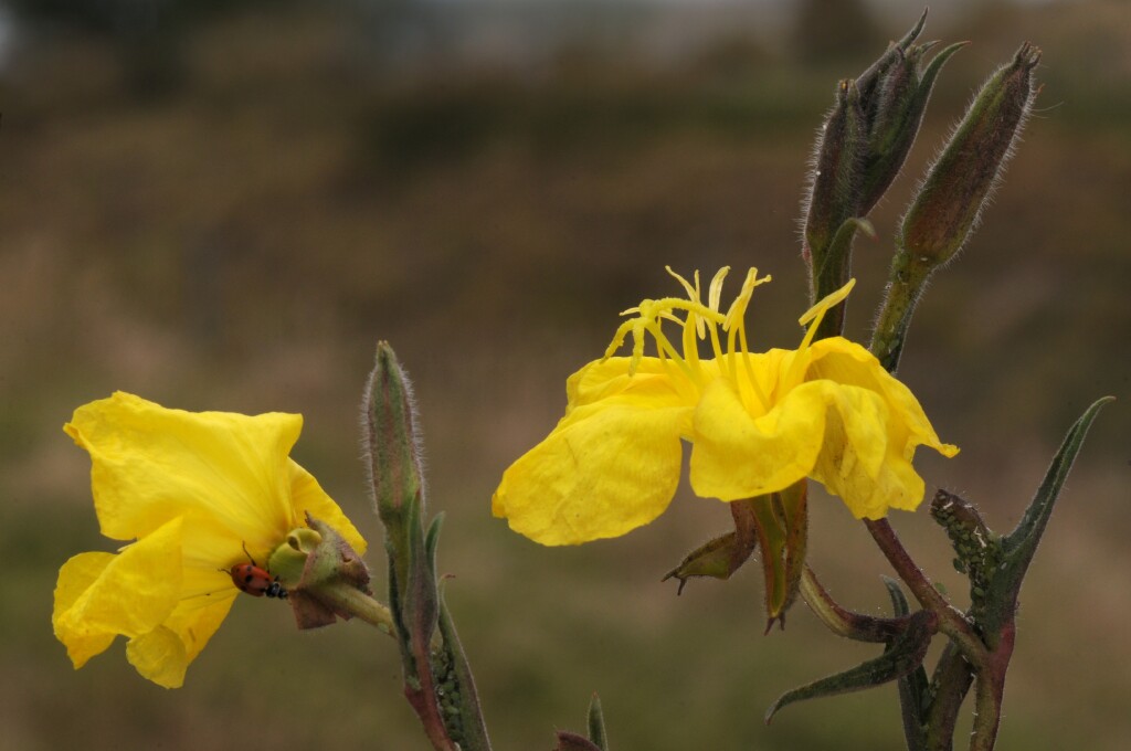 Oenothera (hero image)