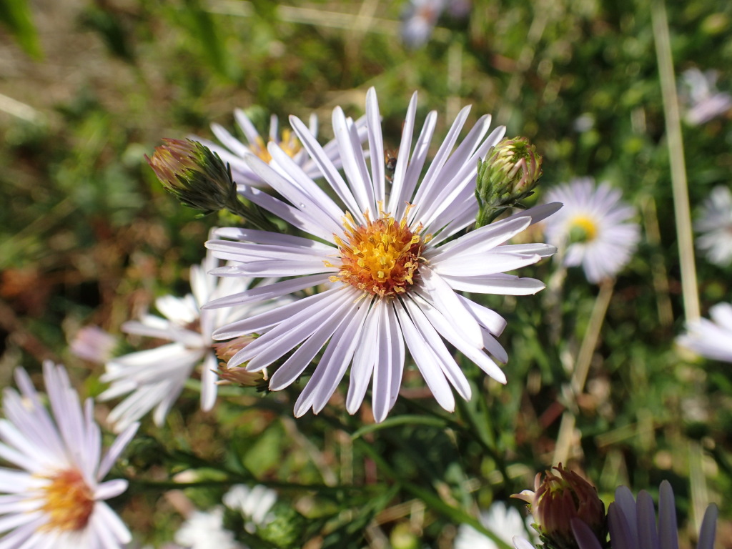 Symphyotrichum novi-belgii (hero image)