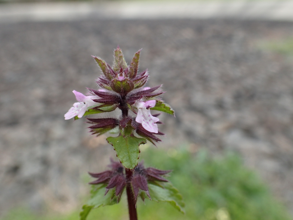 Stachys arvensis (hero image)