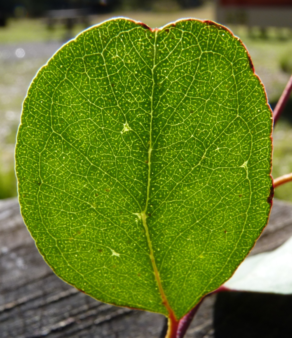 Eucalyptus camphora (hero image)