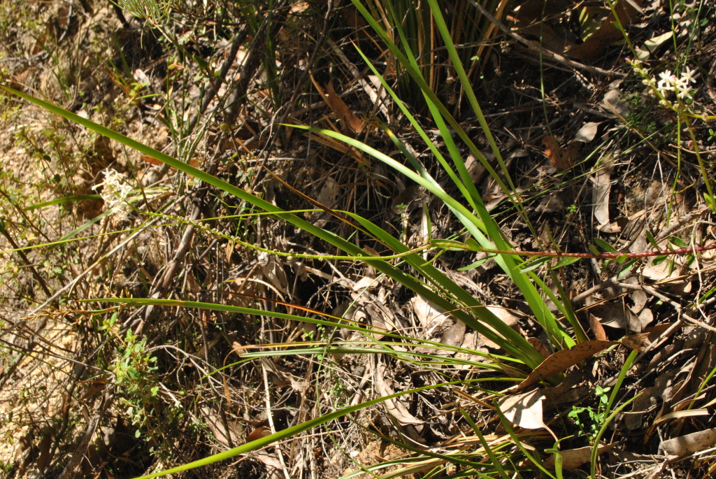 Stackhousia monogyna (hero image)