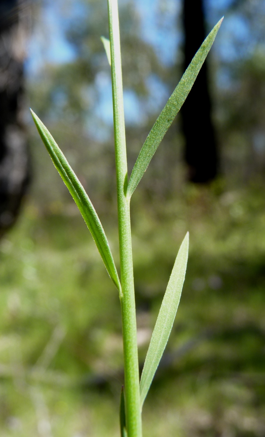 Linum marginale (hero image)