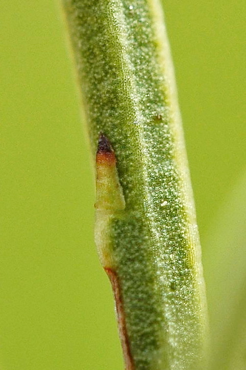 Choretrum glomeratum (hero image)