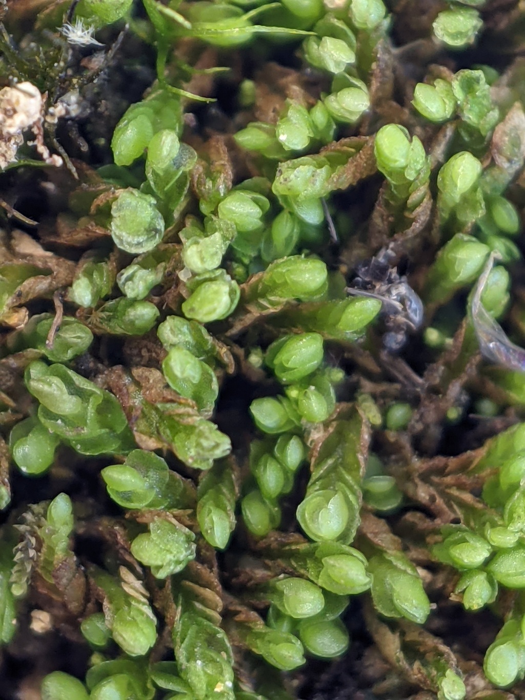 Jackiellaceae (hero image)