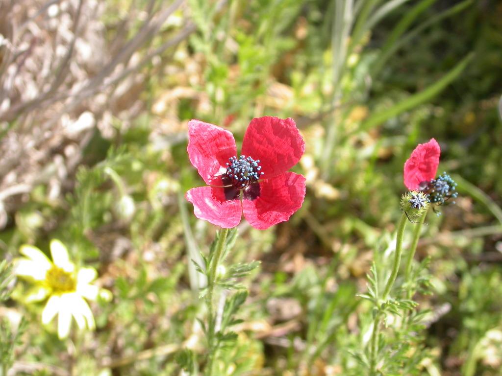 Papaver hybridum (hero image)