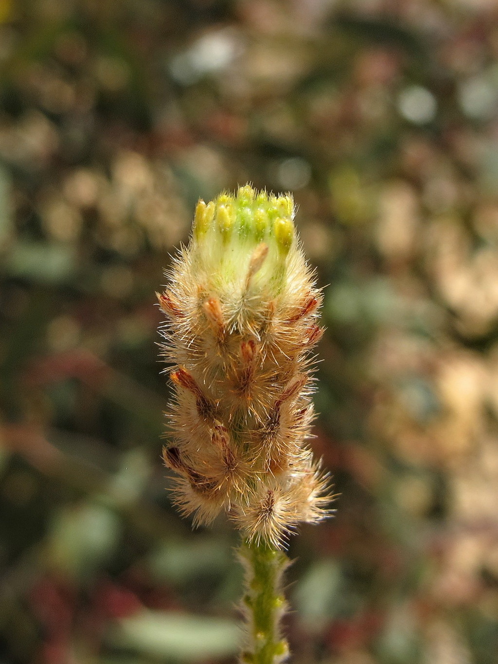 Pimelea williamsonii (hero image)