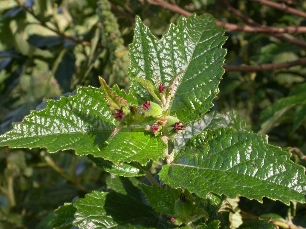 Adriana tomentosa var. tomentosa (hero image)