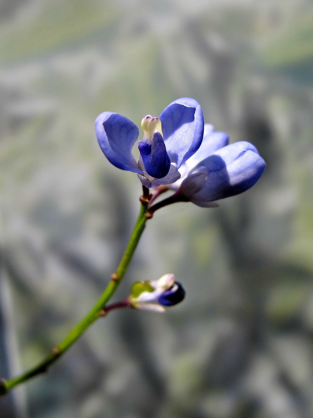 Polygalaceae (hero image)