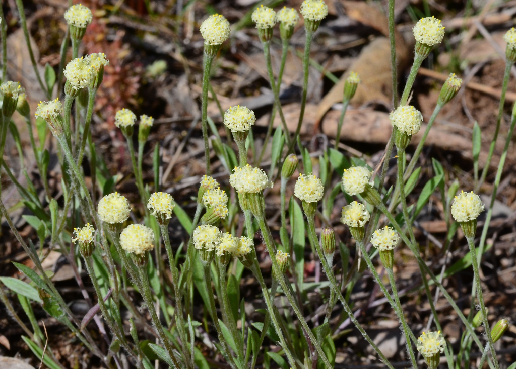 Millotia myosotidifolia (hero image)