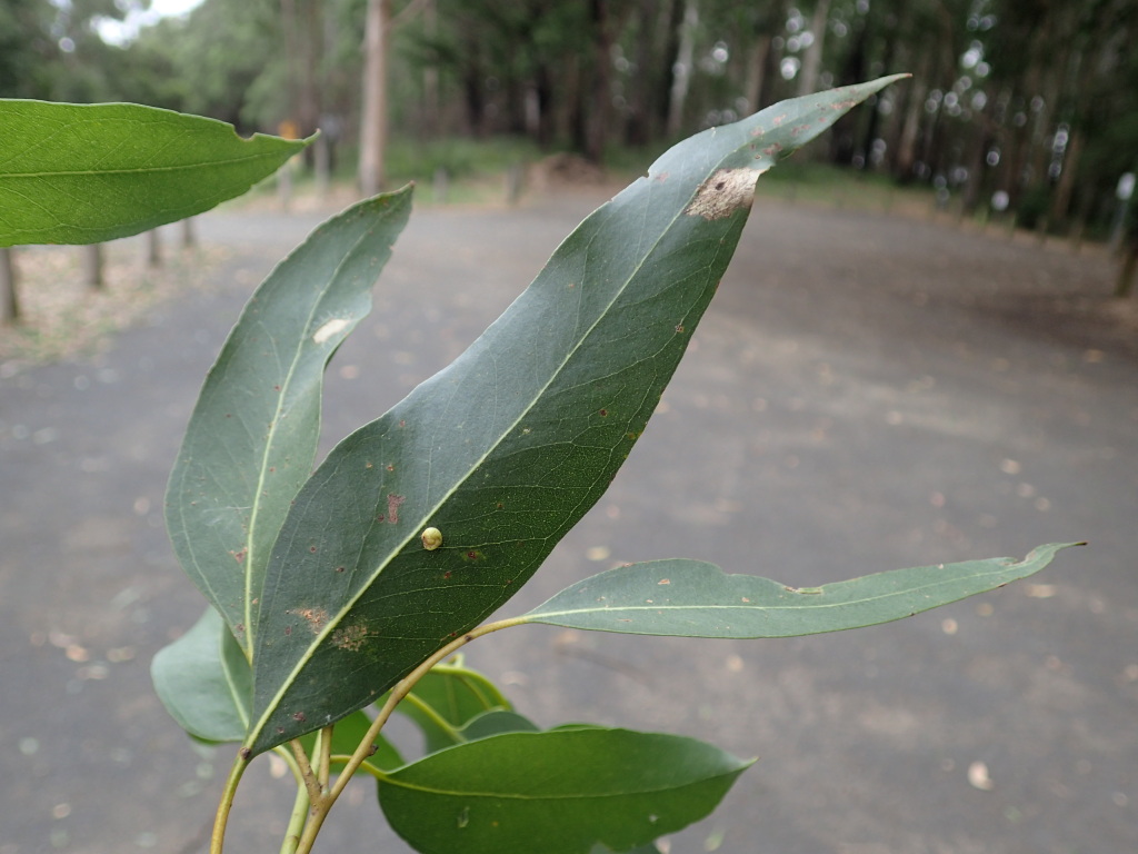 Eucalyptus brookeriana (hero image)