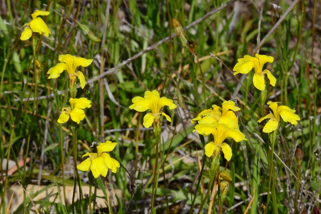 Goodenia pinnatifida (hero image)