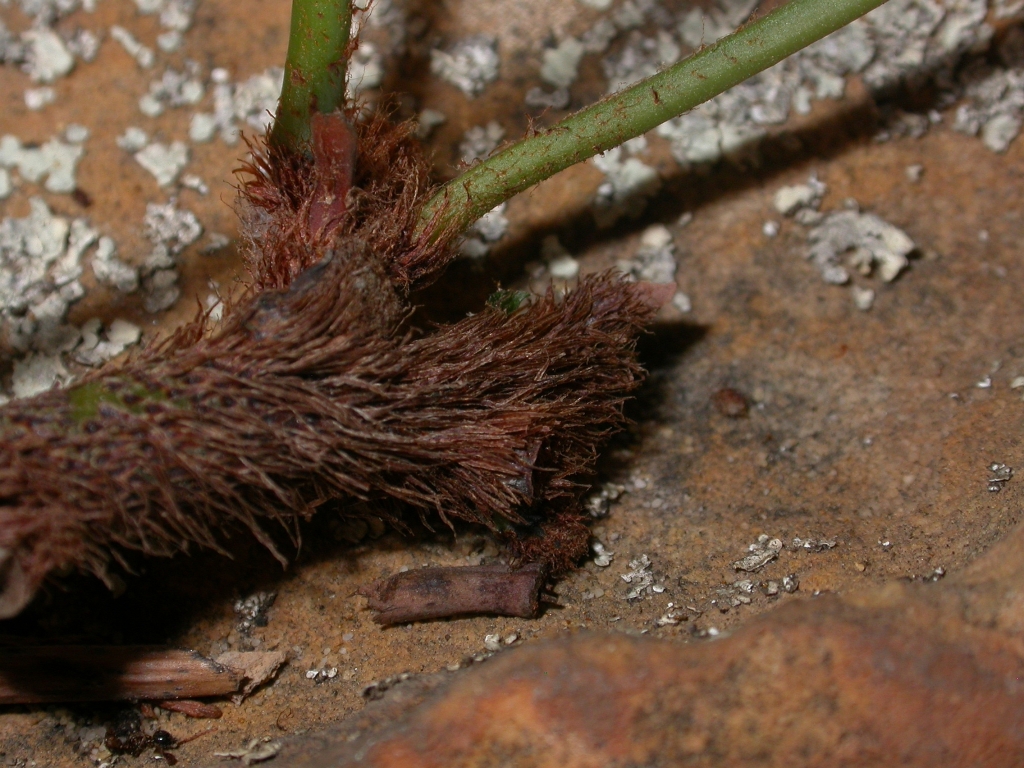 Davallia solida var. pyxidata (hero image)