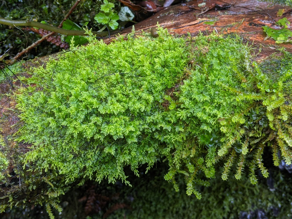Riccardia eriocaula (hero image)