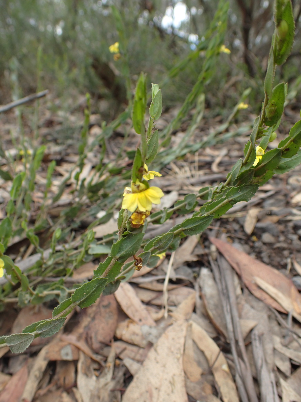 Goodeniaceae (hero image)