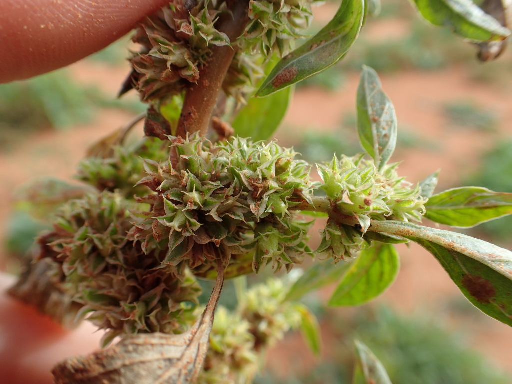 Amaranthus grandiflorus (hero image)