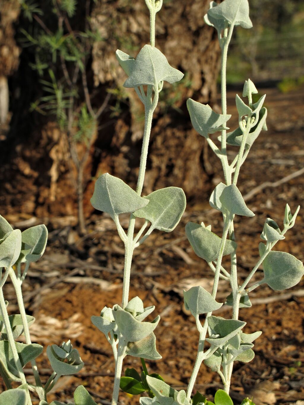 Chenopodium curvispicatum (hero image)