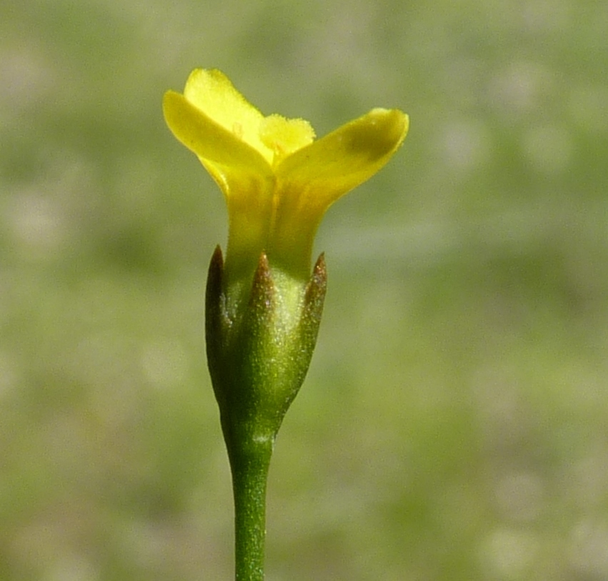 Cicendia filiformis (hero image)