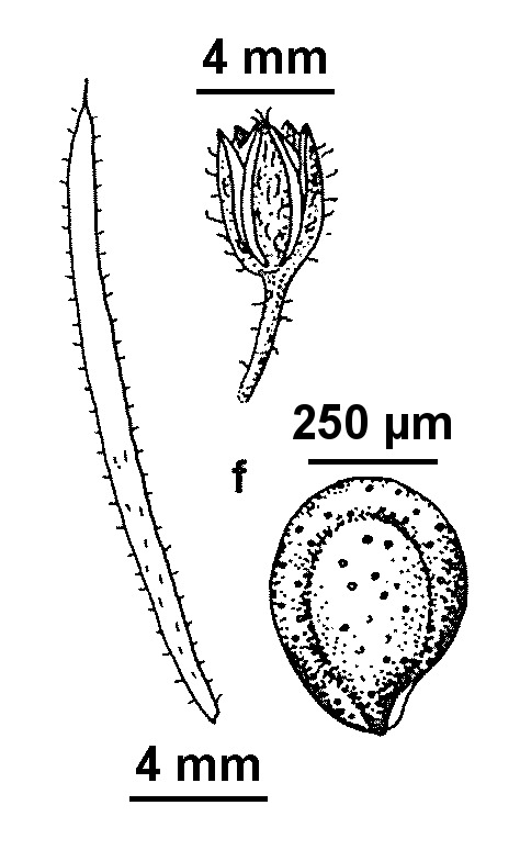 Spergularia bocconei (hero image)