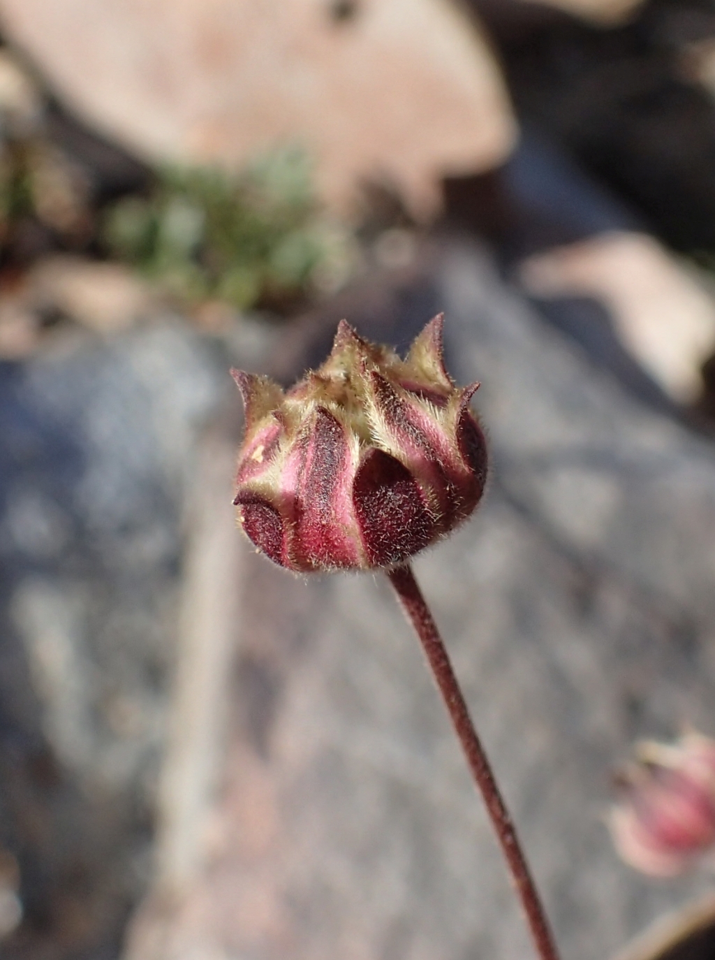 Actinotus forsythii (hero image)