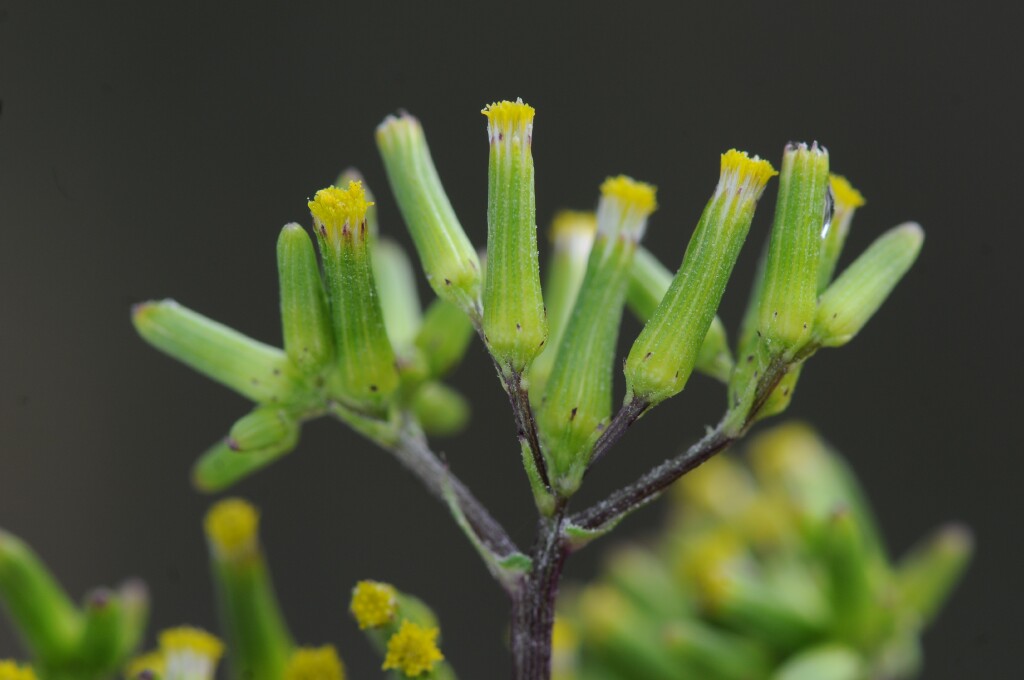 Senecio picridioides (hero image)