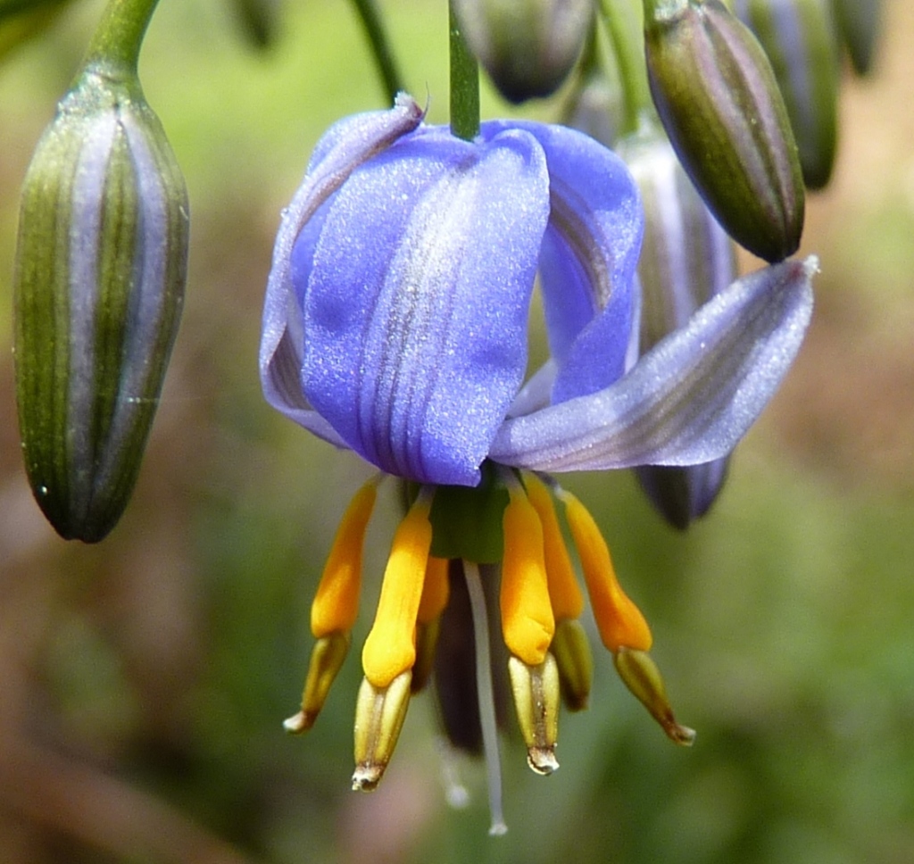 Dianella tasmanica (hero image)