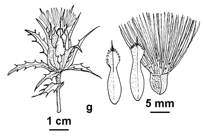 Carthamus dentatus (hero image)