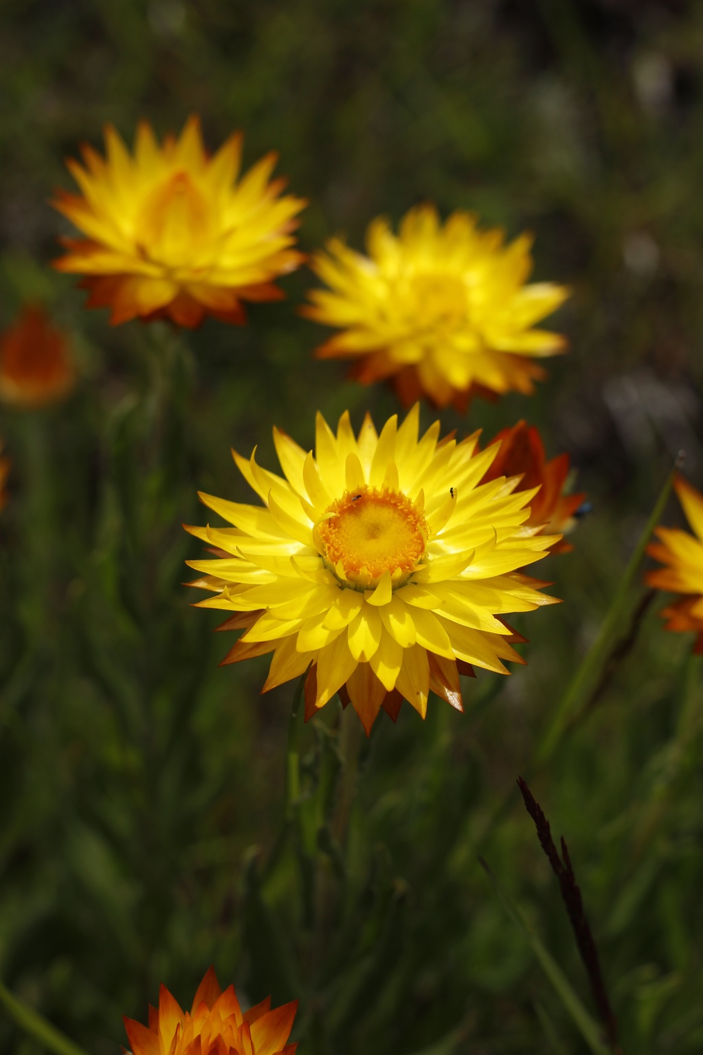 Xerochrysum subundulatum (hero image)