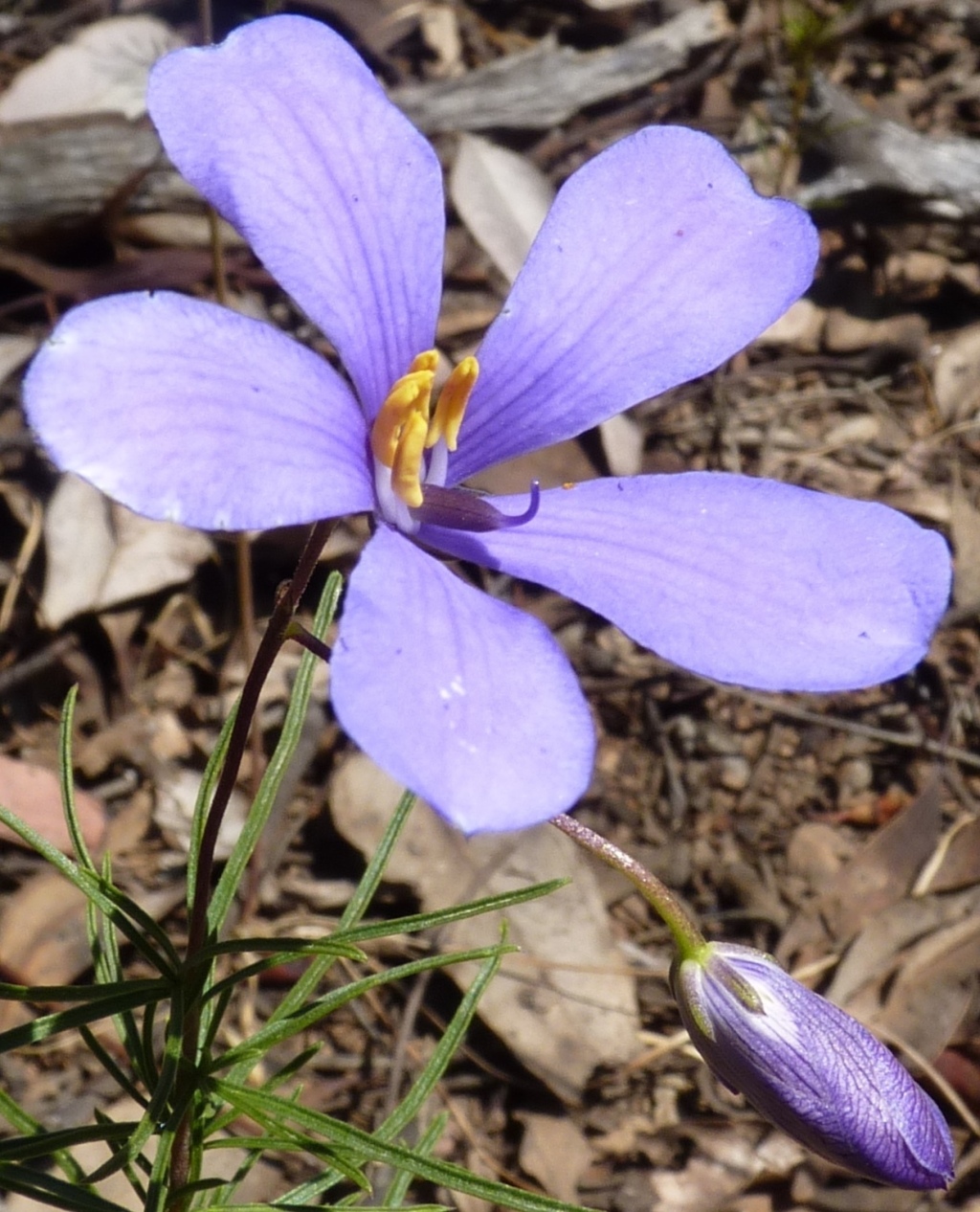 Cheiranthera linearis (hero image)