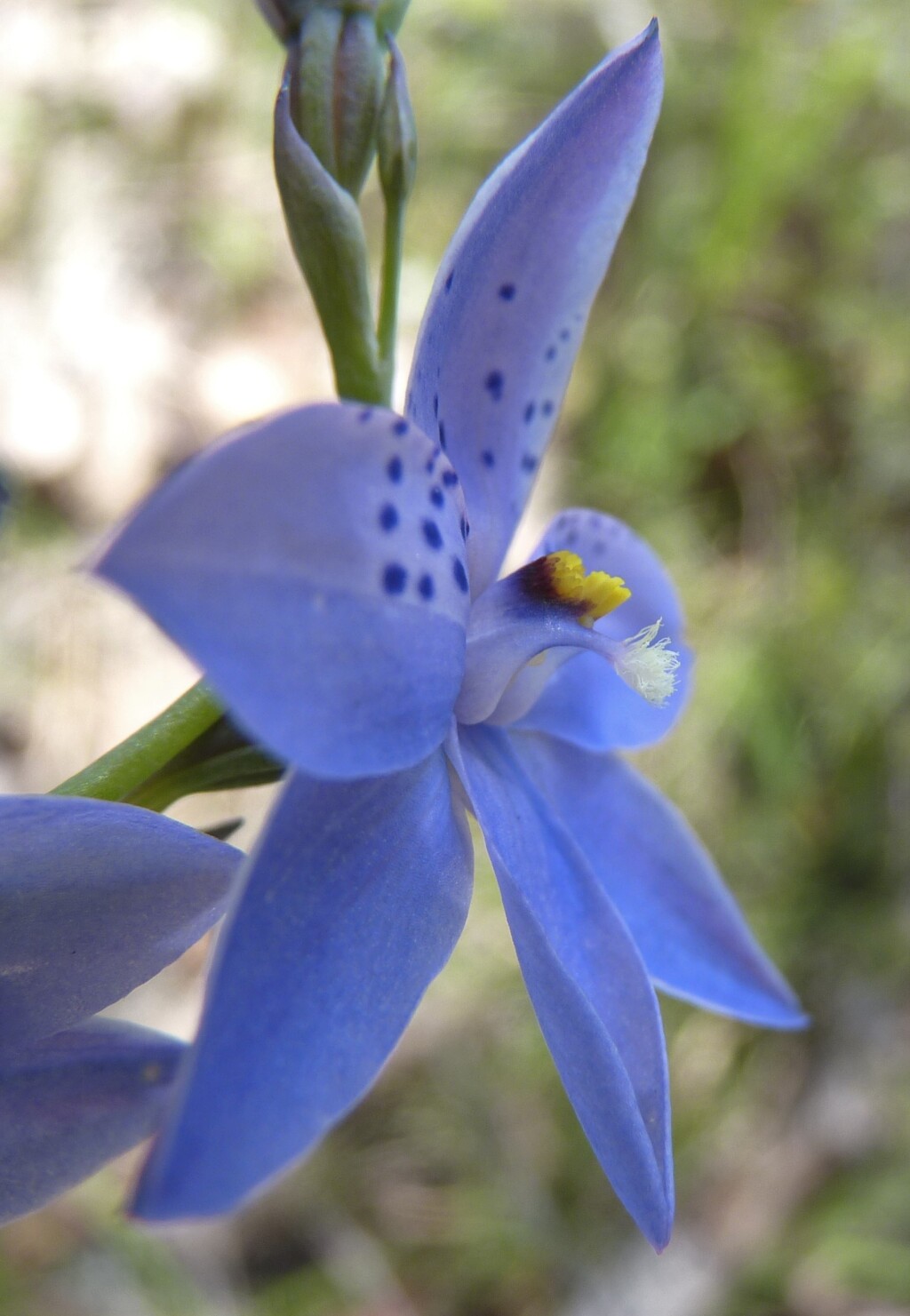 Thelymitra ixioides (hero image)