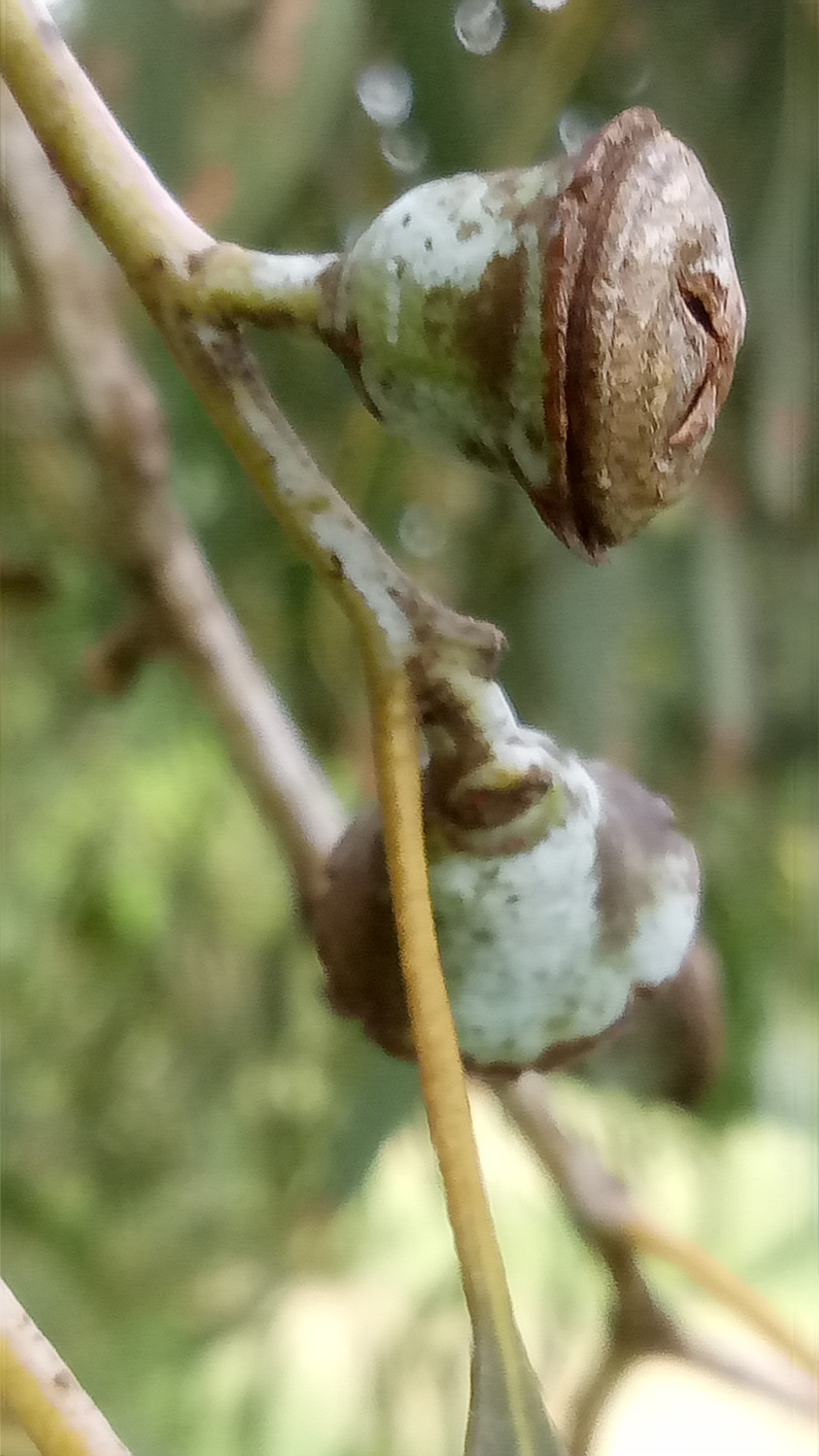 Eucalyptus saxatilis (hero image)