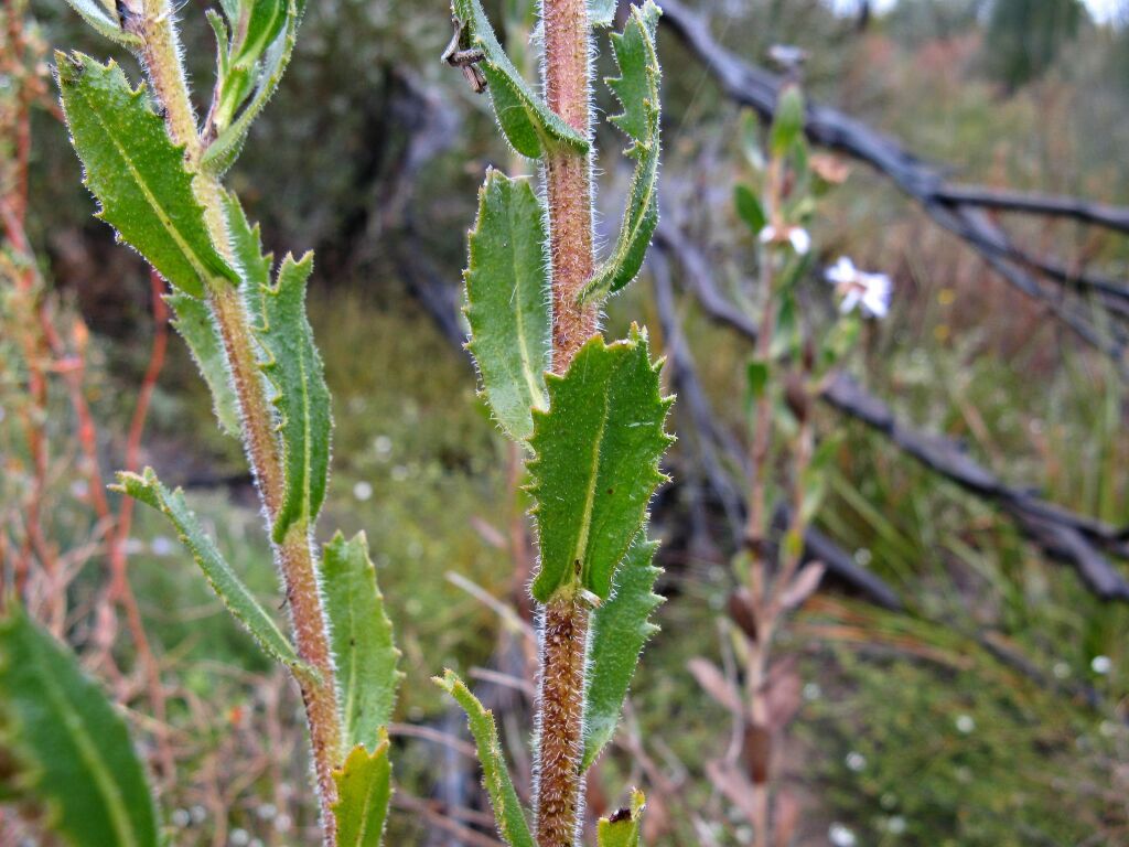 Olearia rudis (hero image)