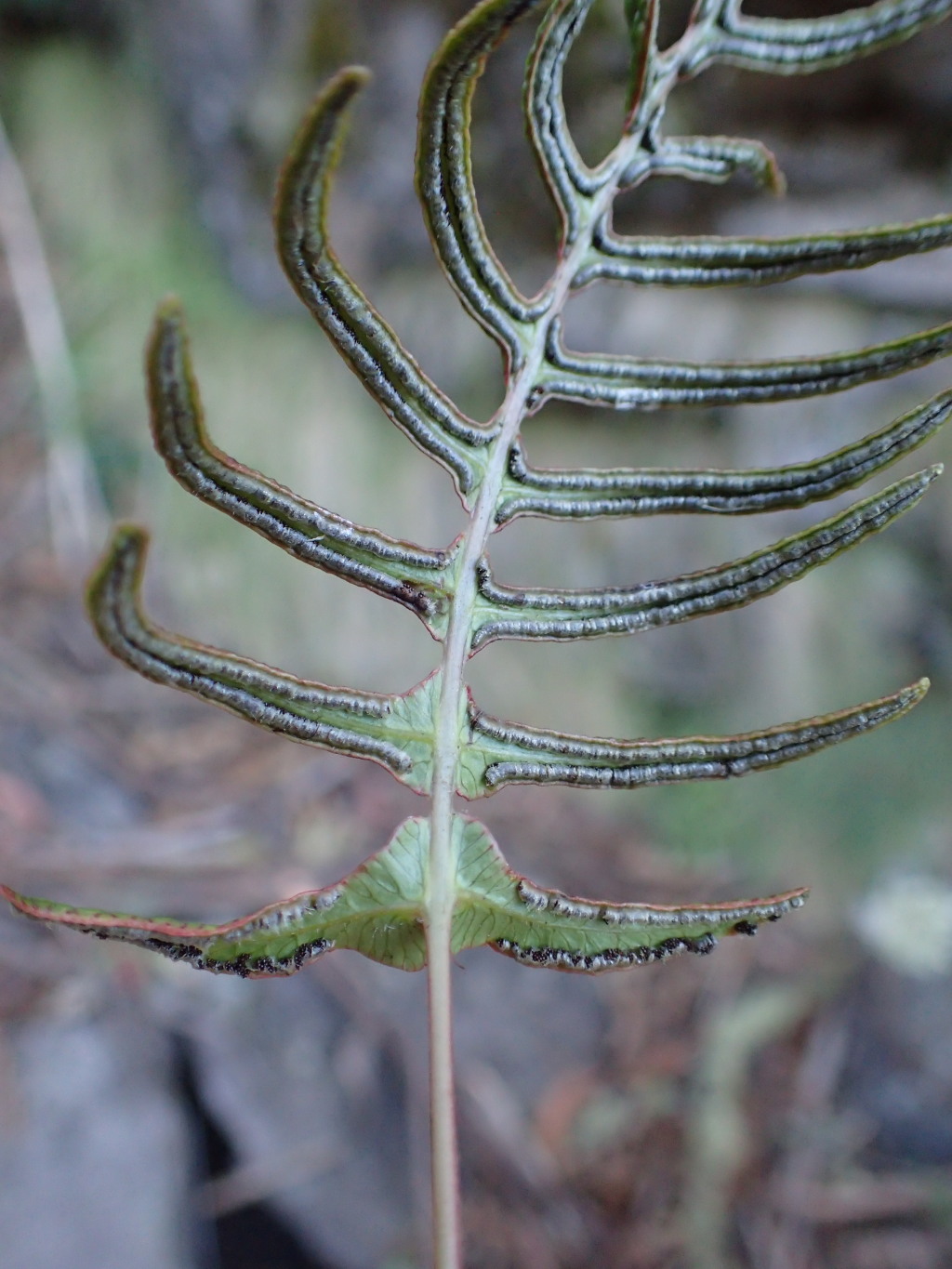 Blechnum deltoides (hero image)