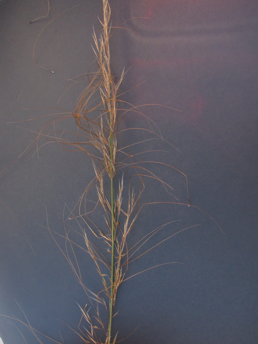 Austrostipa nitida (hero image)