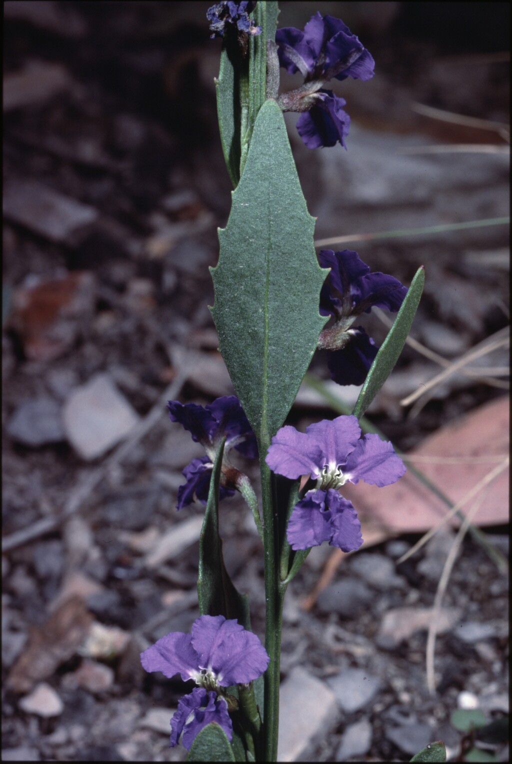 Dampiera galbraithiana (hero image)