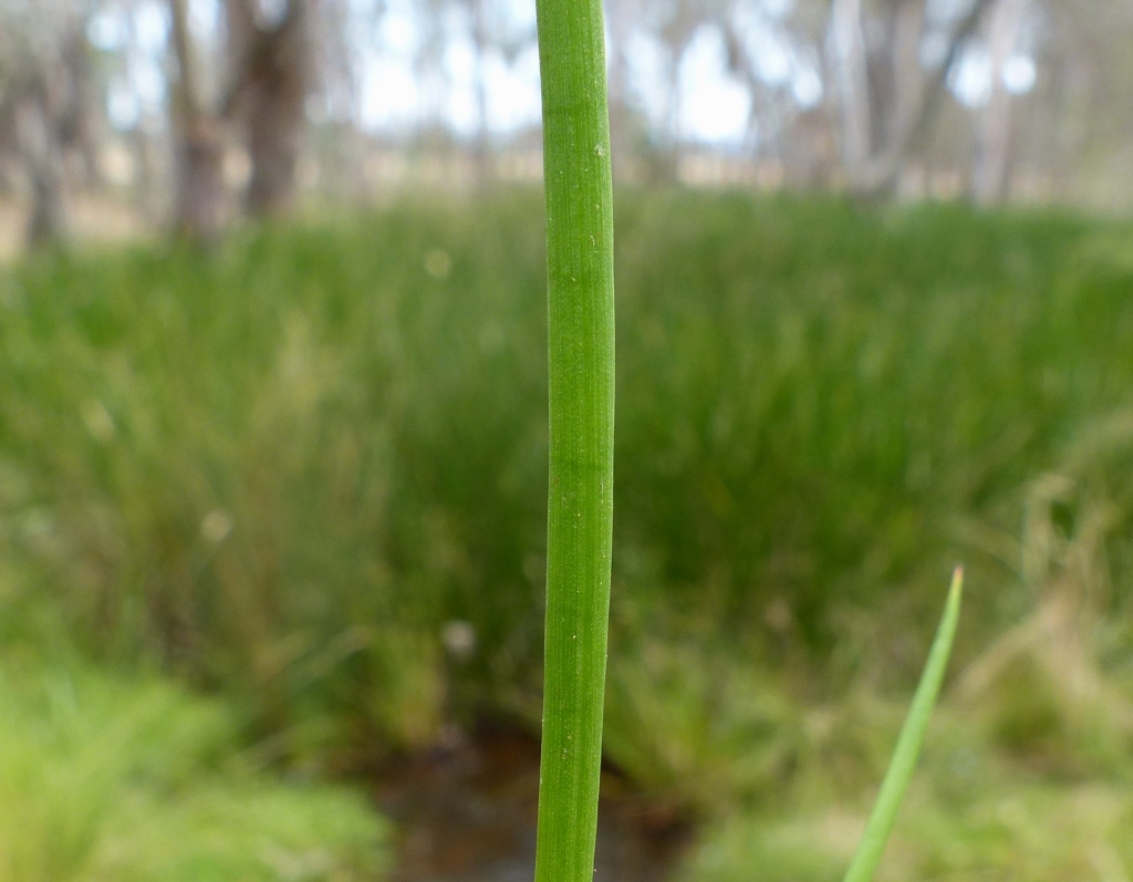 Juncus fockei (hero image)