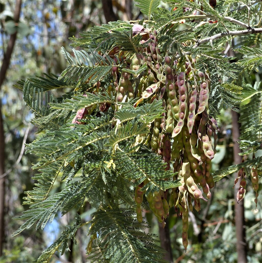 Acacia dealbata (hero image)