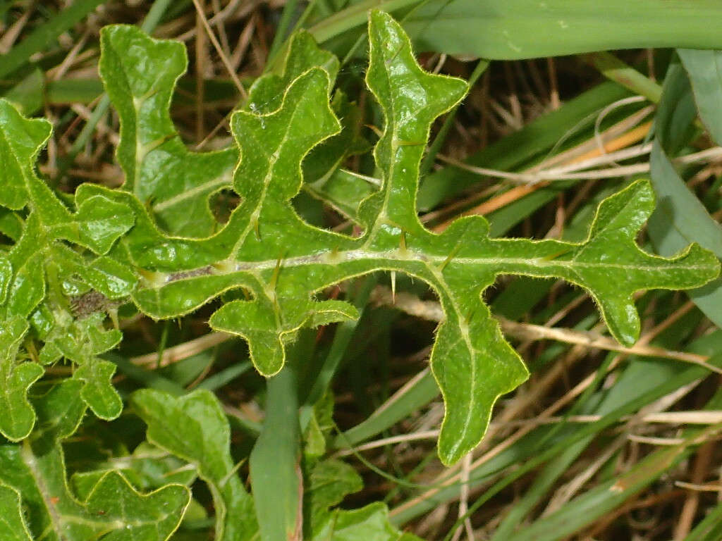 Solanum linnaeanum (hero image)